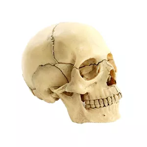 بازی آموزشی مدل مولاژ جمجمه انسان کد A014