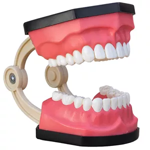کیت آموزشی مدل مولاژ دندان انسان کد Size 3X