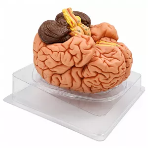 بازی آموزشی مدل مولاژ مغز انسان سهبعدی