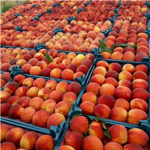 هلو سرخابی