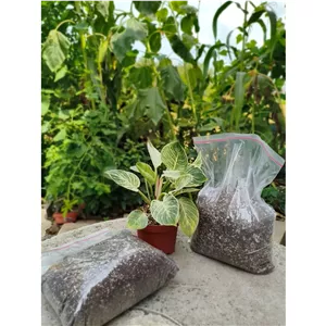 خاک درجه یک پروا برای انواع گیاهان آپارتمانی بسته پنج لیتری(پس کرایه)