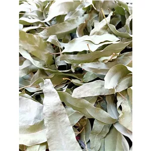برگ اکالیپتوس خشک 120 گرم