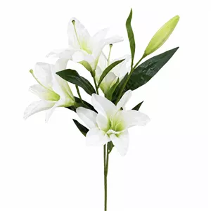 شاخه لیلیوم وارداتی