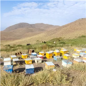 عسل صدر صد طبیعی ییلاقات طارم با ضمانت 