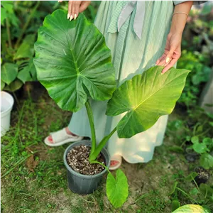 گیاه بابا آدم(پسکرایه)