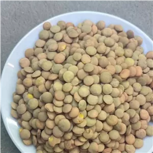 عدس درجه یک روس 