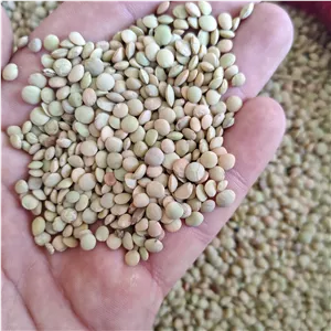 عدس محلی ریز برای سفرههای شما نیم کیلویی
