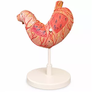 کیت آموزشی مدل مولاژ معده انسان دو قسمتی کد Life Size به همراه پایه