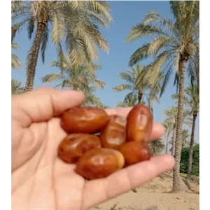خرما زاهدی 2کیلویی درجه 1 ارسال رایگان 