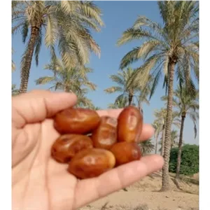 خرما زاهدی درجه 1 لوکس 5کیلویی ارسال رایگان 