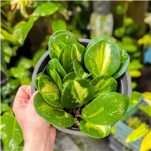 گیاه هویا ابواتا ابلق فول بوته (گیاه هویا قلبی ابلق، گیاه قلبی، Hoya obovata variegata ،.. ارسال بصورت پسکرایه)