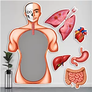 مولاژ بدن انسان طبیعی لمینتی - آموزشی آناتومی علوم