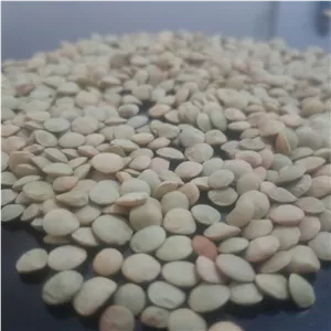 عدس مغان