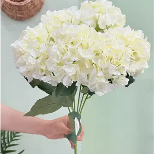 بوته گل هورتانسیا