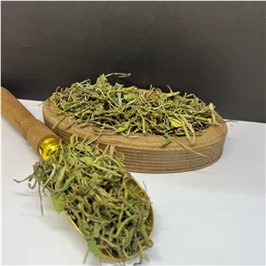 برگ کاسنی