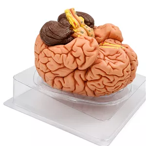 آناتومی انسان مدل مغز سه بعدی قابل تفکیک 