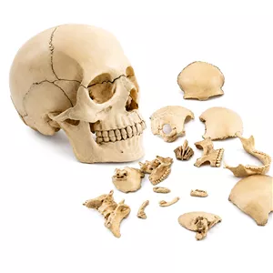 بازی آموزشی مدل جمجه انسان 15 قسمتی کد Moulage
