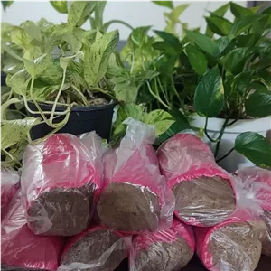 محصولات گوشت ( پروتئین) گیاهی
