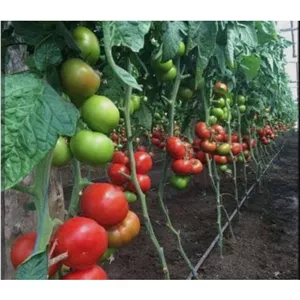 سبزیجات ارگانیک سرزه