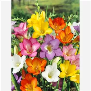 پیاز گل فریزیا الوان درشت بسته 5 عددی