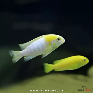 ماهی تروفئوس ردچیک آلبینو