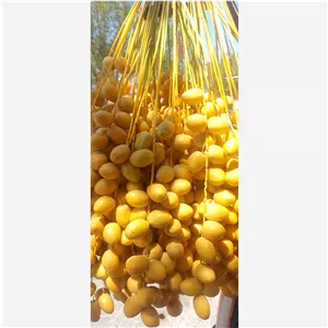 خرما خارک برحی ابادان