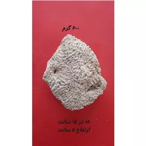 سنگ مرجان طبیعی شماره یک