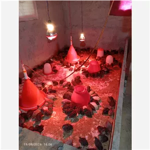 بلدرچین30 روز