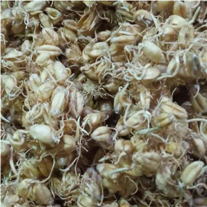 ارد جوانه گندم محلی چهار گل چهارمحال وبختیاری 500گرمی