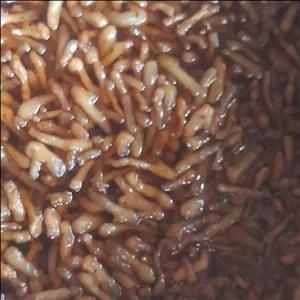 مربای شقاقل 900 گرمی