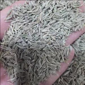 زیره سبز اعلا درجه یک کاملا طبیعی و خوش عطر بسته های صد گرمی با ارسال رایگان