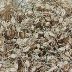 جوانه گندم خشک شده خالص 500 گرم