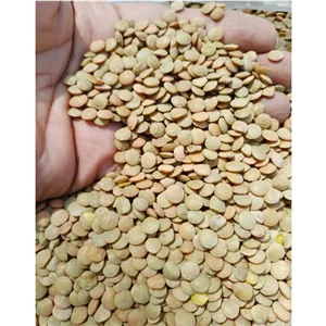 عدس سبز روس درجه 1