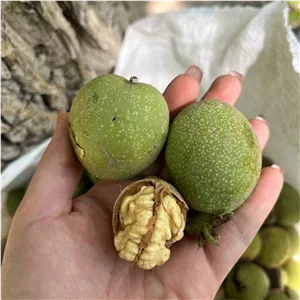 گردو با پوست سبز درجه یک عمده 