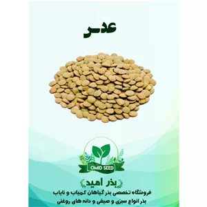 بذر عدس زر