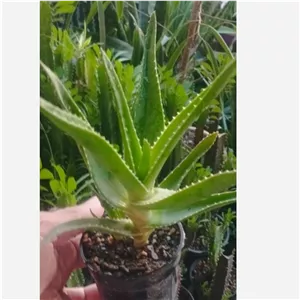 گل طبیعی آلوئه ورا شاخ بزی 
