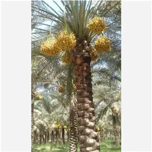 فروش خارک و رطب تازه برحی به صورت عمده حداقل فروش 100کیلو