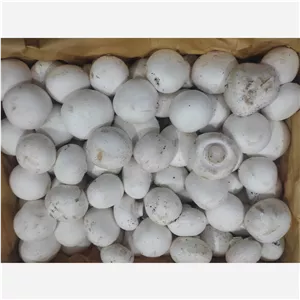 قارچ خوراکی تازه و عالی