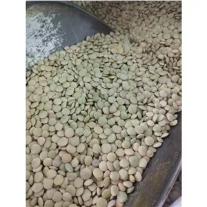 عدس تازه