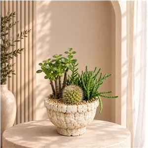 دیش گاردن سنگی کاکتوس و ساکولنت