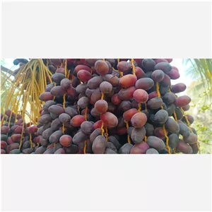 خرما 4کیلوی فله کلوته درجه یک تازه 