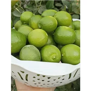 لیمو ترش تازه جهرم