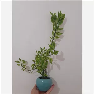 گل آپارتمانی پدیلانتوس ابلق 