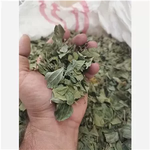 برگ سدر 10کیلویی،سبزرنگ و تازه،اعلا و با کیفیت