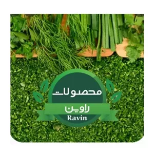 سالاد تک نفره راوین