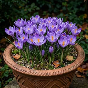 پیاز زعفران زینتی رقم Crocus speciosus