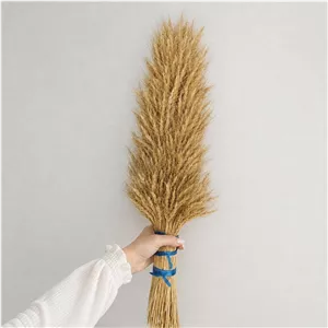 خوشه گندم دسچین گندم رکن آباد بدون ریزش 