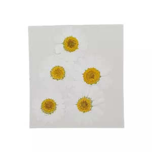 گل خشک بابونه 5 عددی سفید