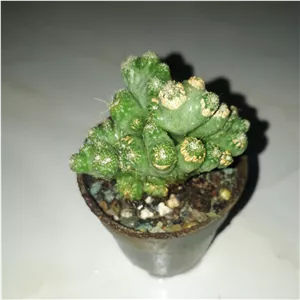 گل کاکتوس صخره ای