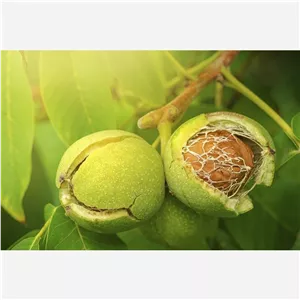 گردوی سبز درجه یک 